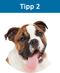 Englische Bulldogge Hundekrankenversicherung mit Kaiserschnitt