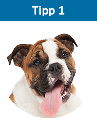 Englische Bulldogge Hundekrankenversicherung mit Kastration