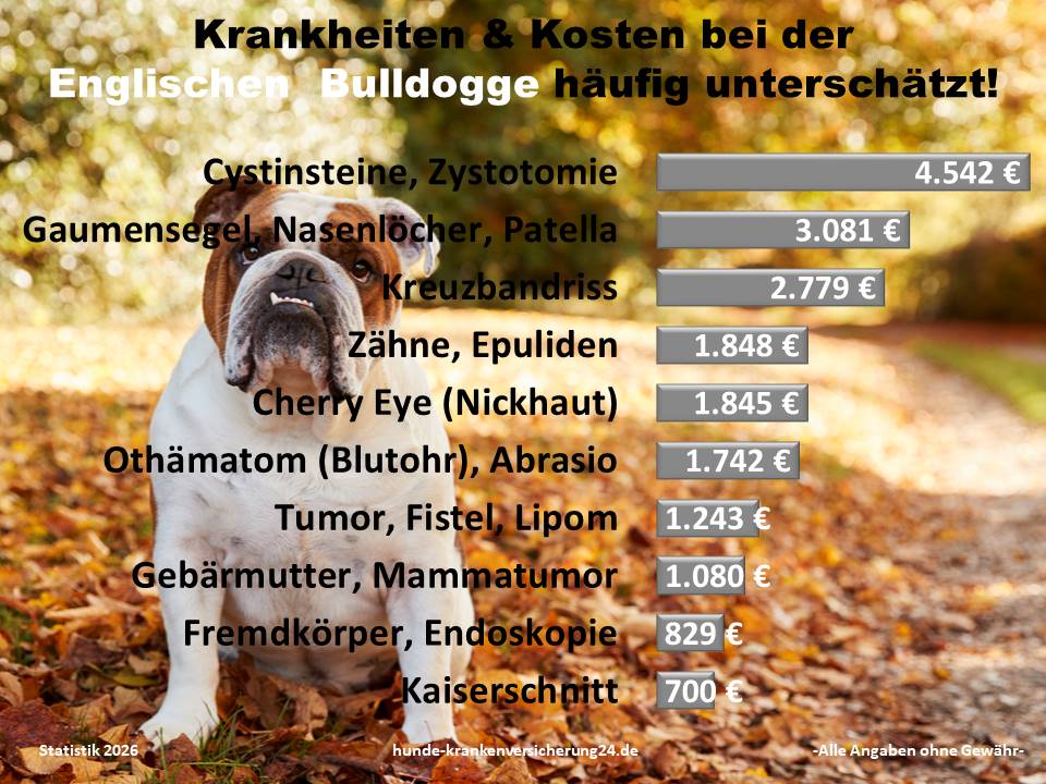 Hundekrankenversicherung für Englische Bulldogge Krankheiten und Tierarztkosten