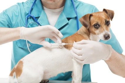 Hundekrankenversicherung für Jack Russel Terrier