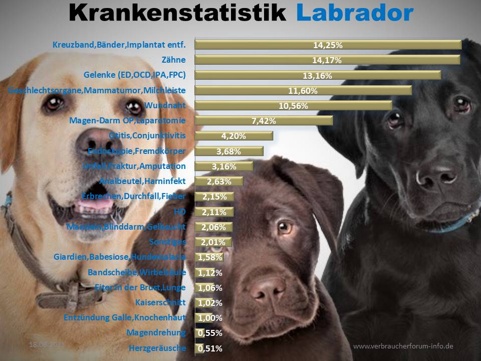 Labrador Statistik der häufigsten Krankheiten und Operationen