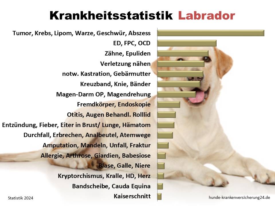 Labrador häufigste Krankheiten und Tierarztkosten