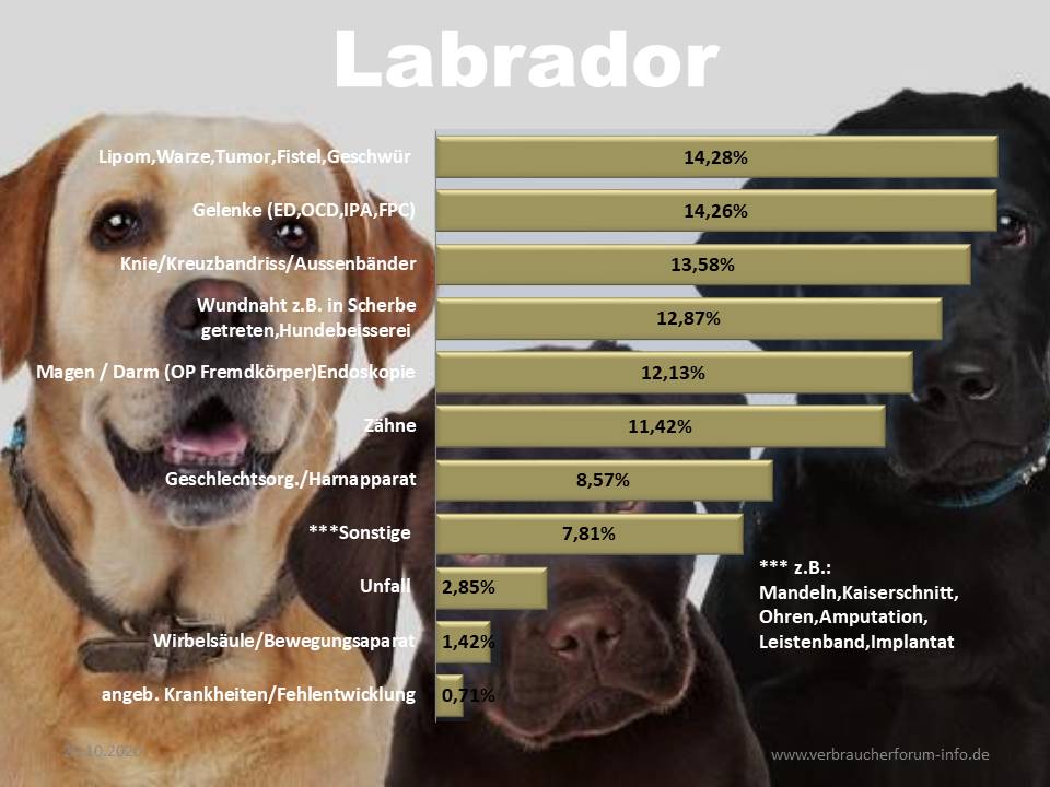Statistik der häufigsten Krankheiten beim Labrador