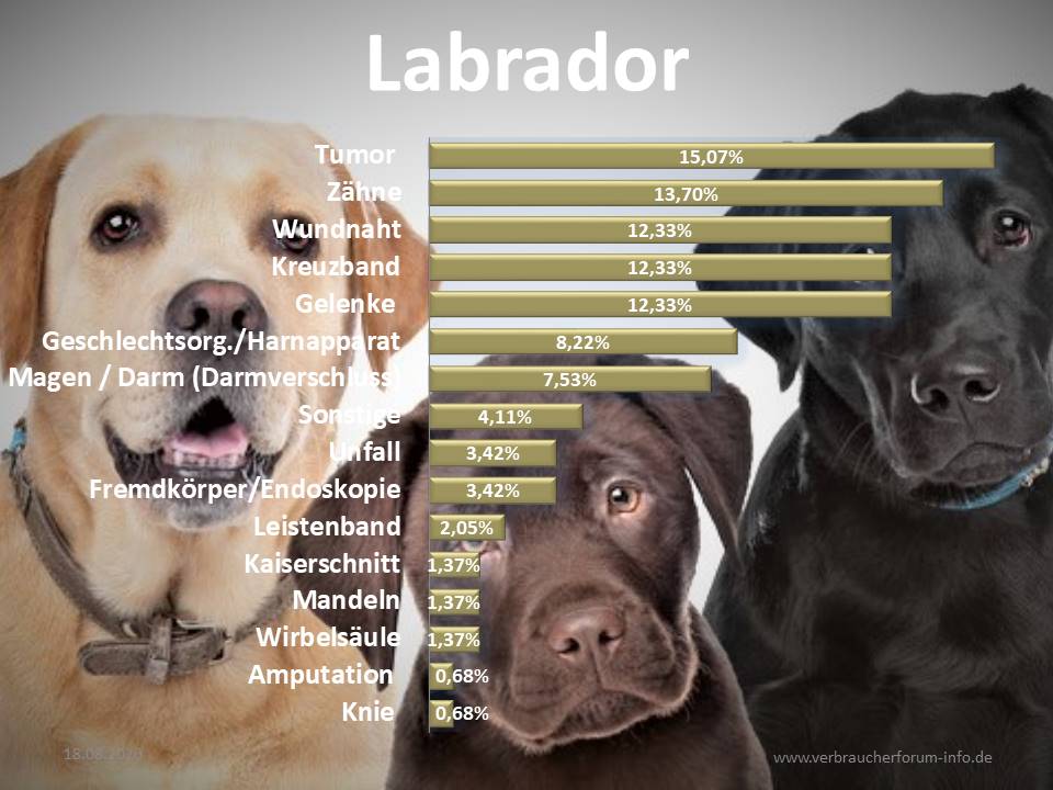 Statistik der häufigsten Krankheiten beim Labrador