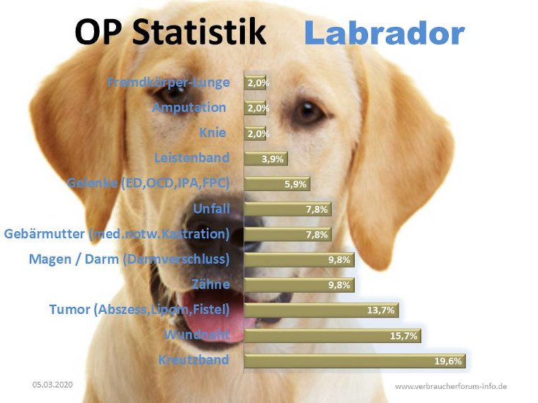 Statistik der häufigsten Krankheiten beim Labrador