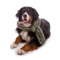 Hundekrankenversicherung für Berner Sennenhund