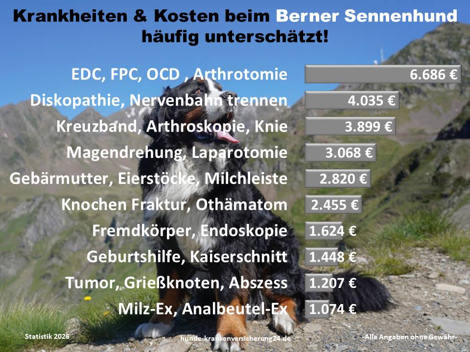 Hundekrankenversicherung für Berner Sennenhund Krankheiten und Tierarztkosten