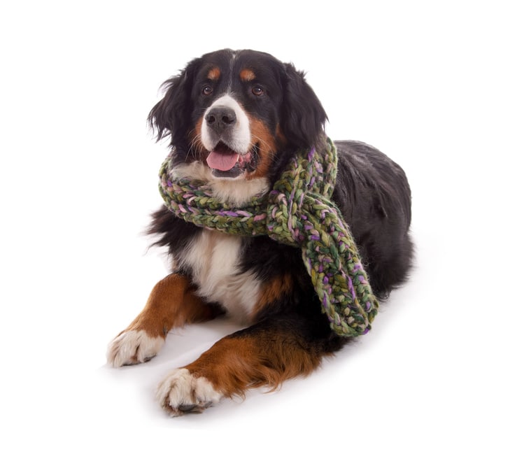 Hundekrankenversicherung für Berner Sennenhund