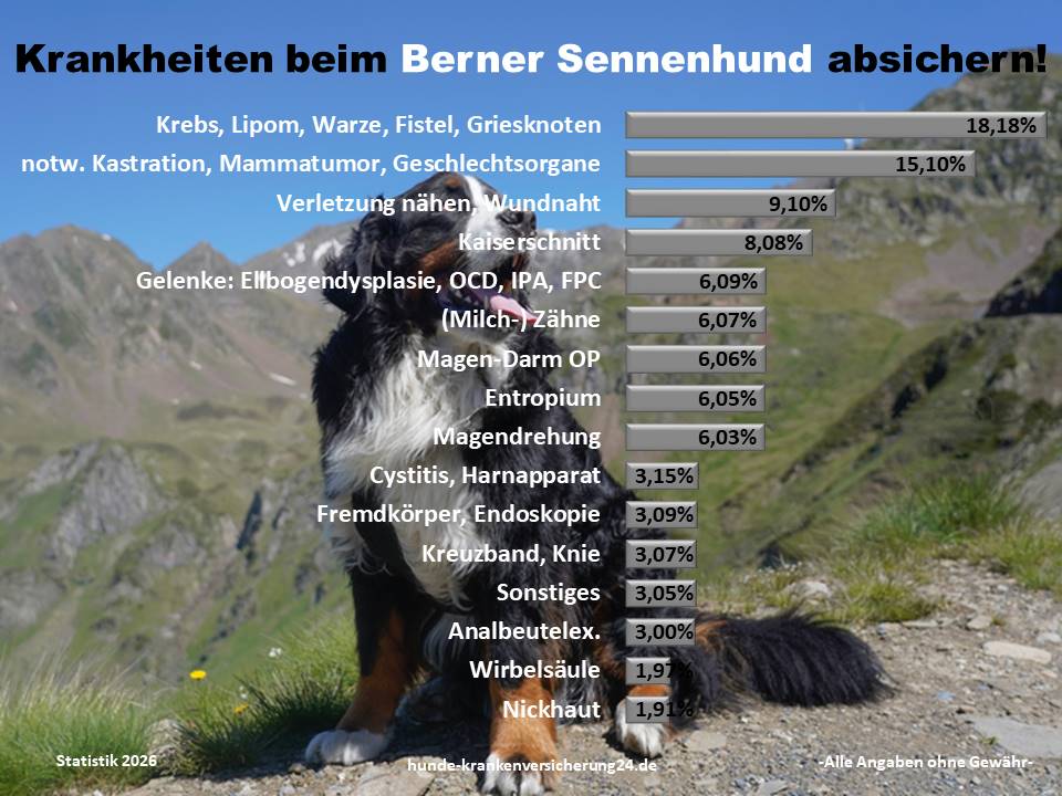Hundekrankenversicherung für Berer Sennenhund Krankheiten und Tierarztkosten