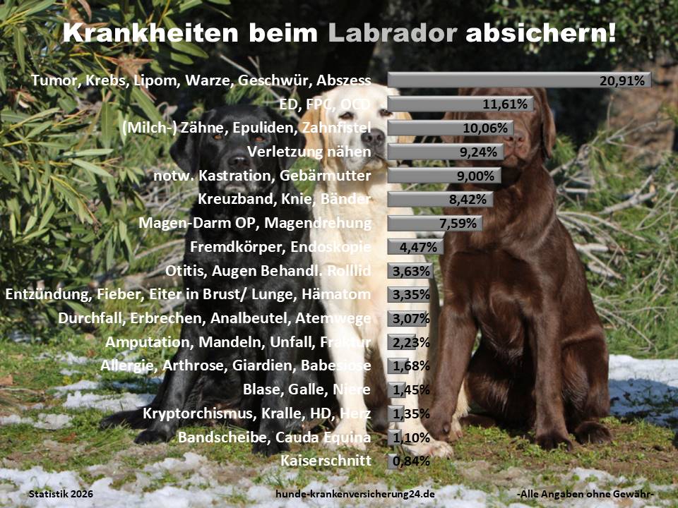 Hundekrankenversicherung für Labrador Krankheiten und Tierarztkosten