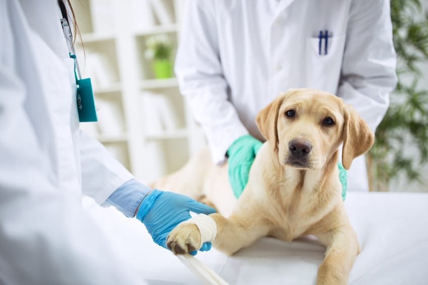 Hundekrankenversicherung für Labrador