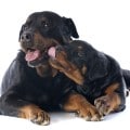 Hundekrankenversicherung für Rottweiler