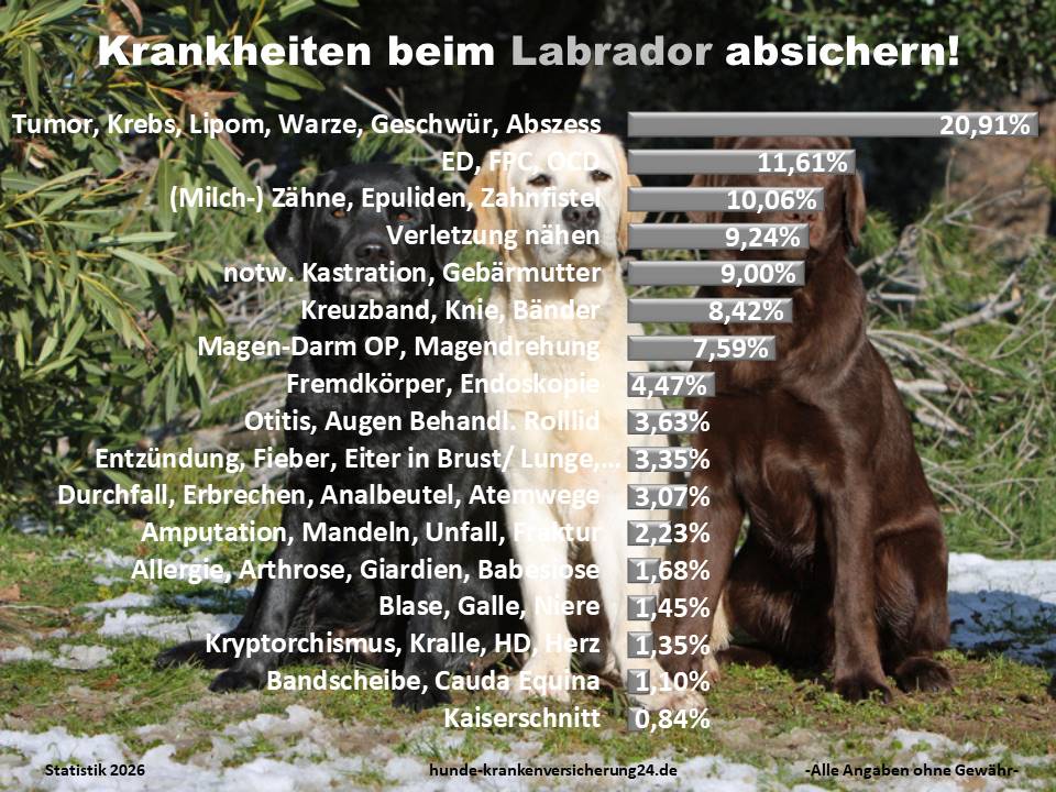 Hundekrankenversicherung für Labrador Krankheiten und Tierarztkosten