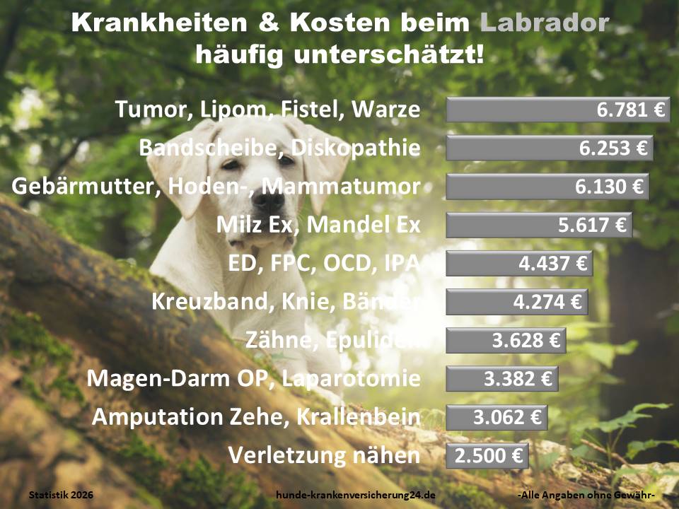 Hundekrankenversicherung für Labrador Krankheiten und Tierarztkosten