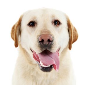 Hundekrankenversicherung Labrador