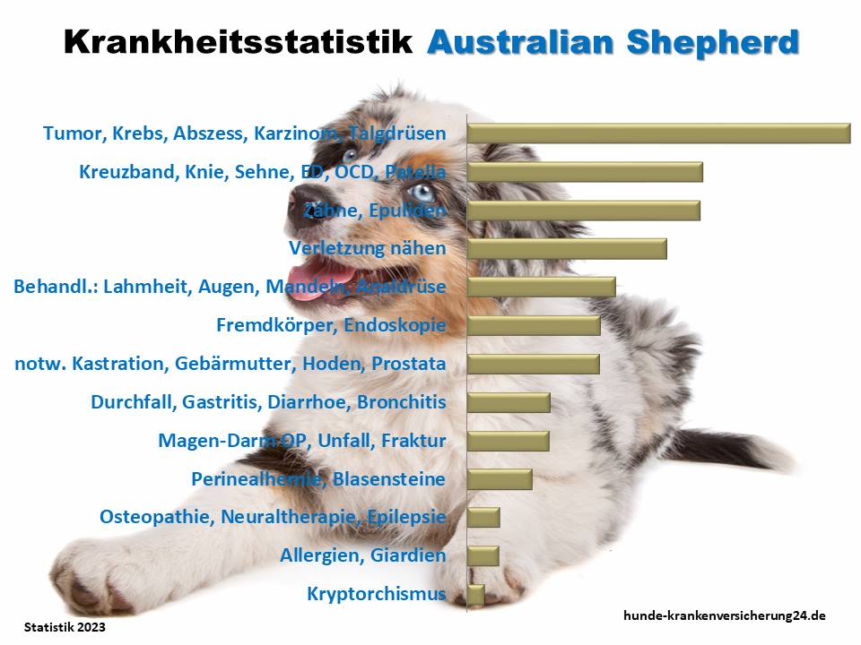 Häufigste Krankheiten beim Australian Shepherd