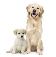Rundumschutz mit der Hundekrankenversicherung für Golden Retriever