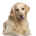 Hundekrankenversicherung für Golden Retriever