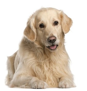 Golden Retriever Hundekrankenversicherung
