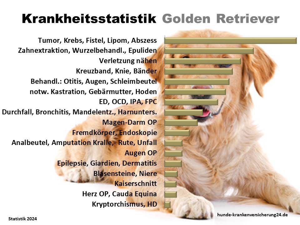 Häufige-Golden Retriever Krankheiten und Tierarztkosten