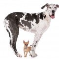 Hundekrankenversicherung für Dogge