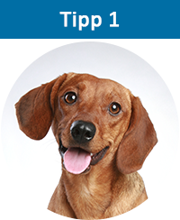 Dackel Hundekrankenversicherung mit Kastration