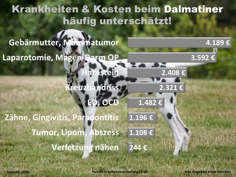 Hundekrankenversicherung für Dalmatiner Krankheiten und Tierarztkosten