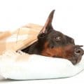 Hundekrankenversicherung für Dobermann
