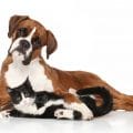 Hundekrankenversicherung für Boxer