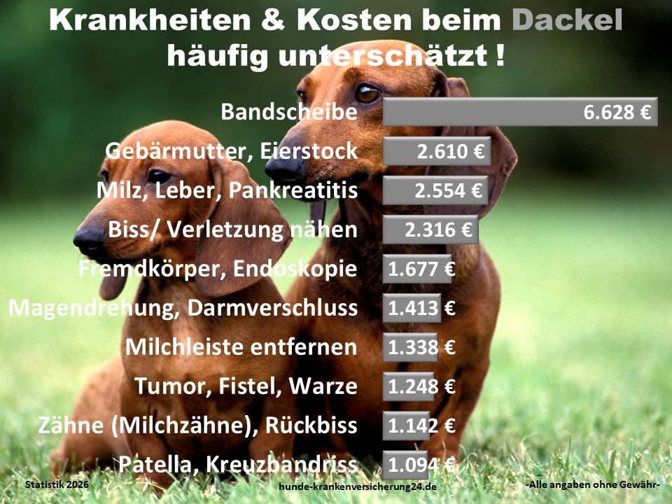 Hundekrankenversicherung für Dackel Krankheiten und Tierarztkosten