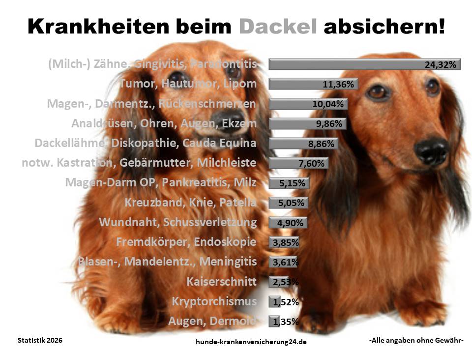 Hundekrankenversicherung für Dackel Krankheiten und Tierarztkosten