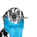 Hundekrankenversicherung für Dalmatiner