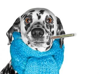 Hundekrankenversicherung für Dalmatiner