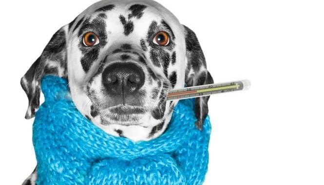 Hundekrankenversicherung für Dalmatiner