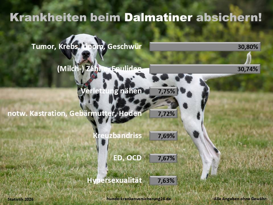 Hundekrankenversicherung für Dalmatiner Krankheiten und Tierarztkosten