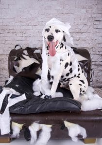 Hundekrankenversicherung mit Hundehaftpflicht
