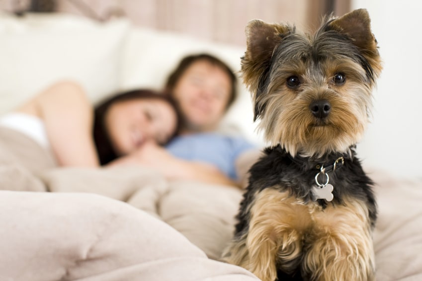 Hundekrankenversicherung für Yorkshire Terrier
