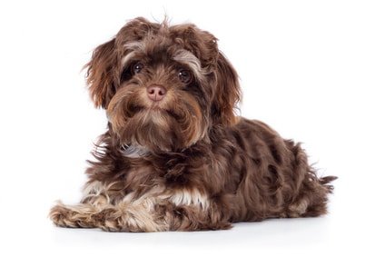 Alle wichtigen Infos zur Hundekrankenversicherung für Bolonka Zwetna - hier bei uns!