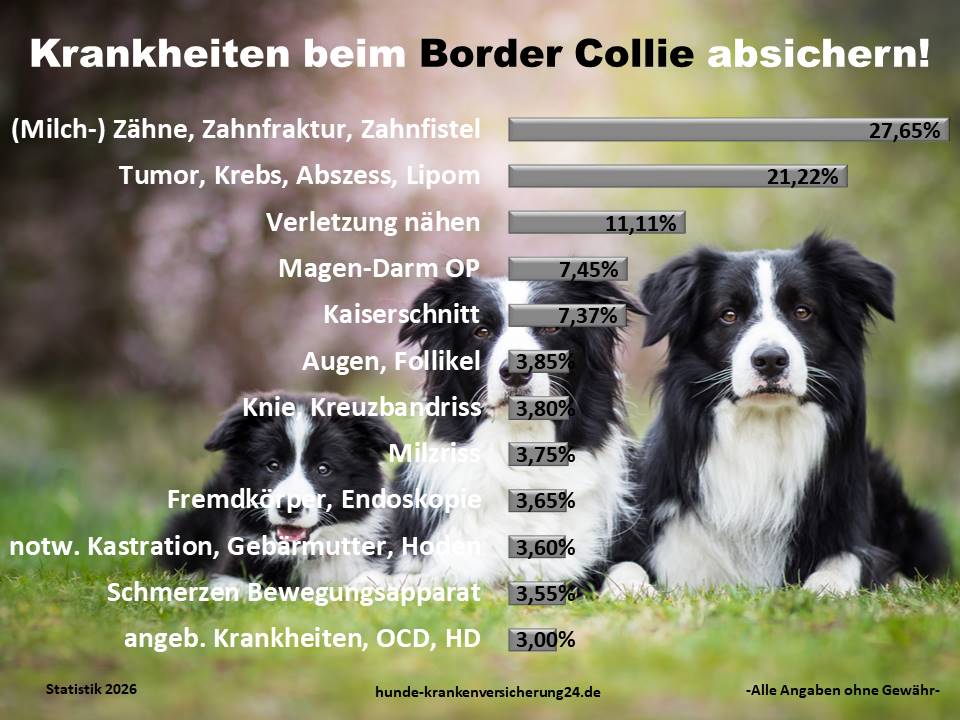 Hundekrankenversicherung für Border Collie Krankheiten und Tierarztkosten
