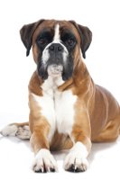 Hundekrankenversicherung für Boxer