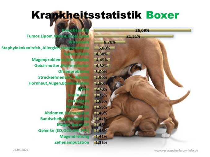 Hundekrankenversicherung für Boxer Sinnvoll oder nicht?