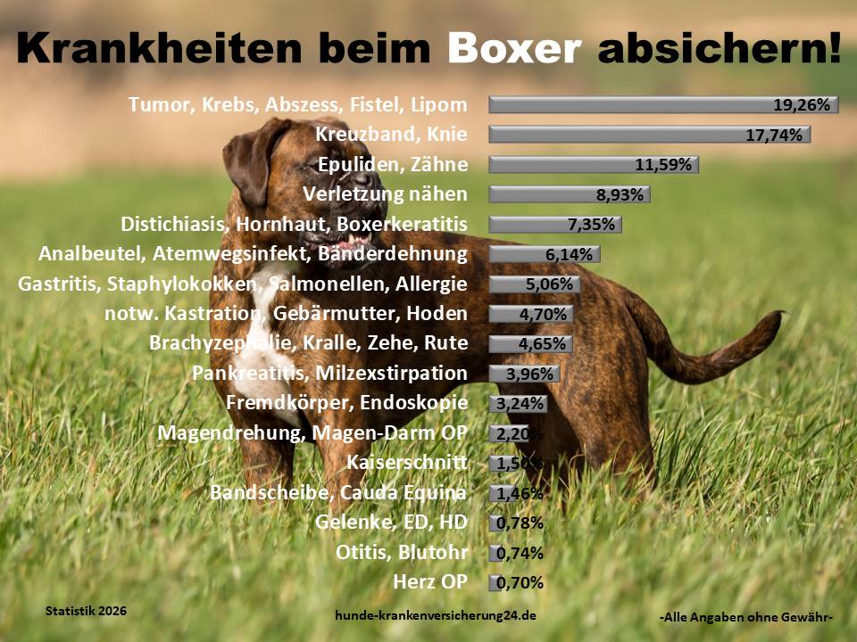 Hundekrankenversicherung für Boxer Krankheiten und Tierarztkosten