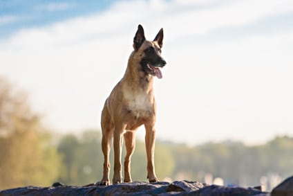 Schützen Sie Ihren Vierbeiner mit einer Hundekrankenversicherung für Malinois!