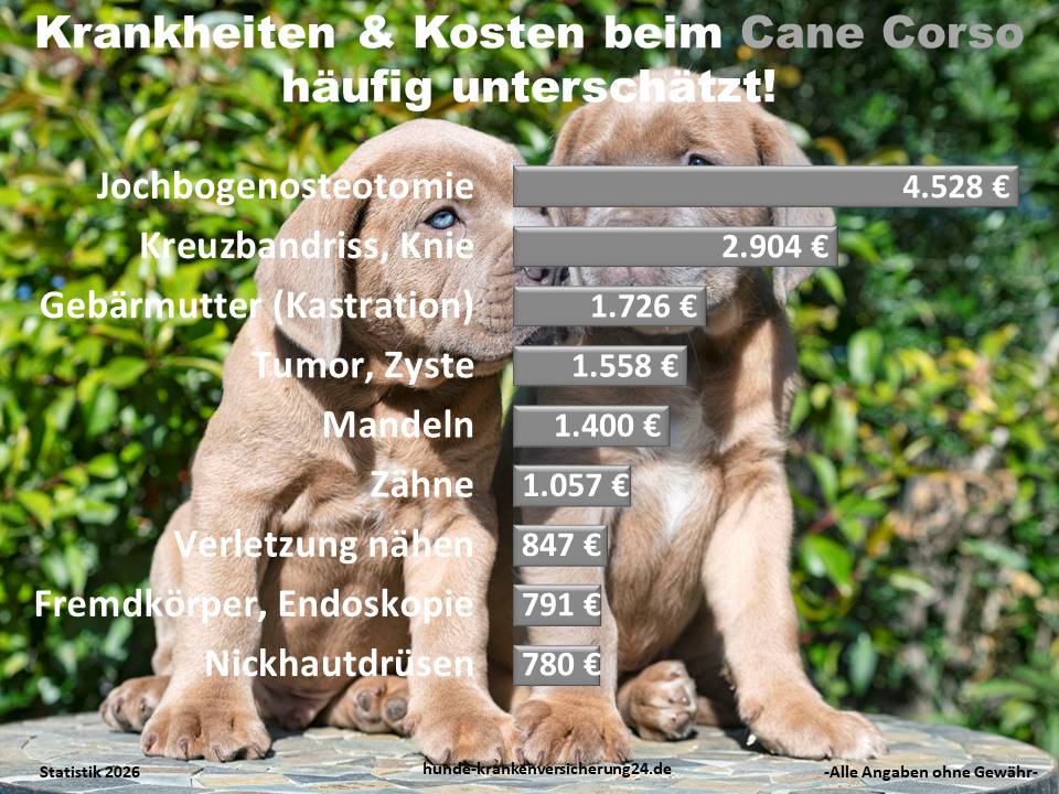 Hundekrankenversicherung für Cane Corso Krankheiten und Tieraztkosten