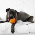 Hundekrankenversicherung für Cane Corso