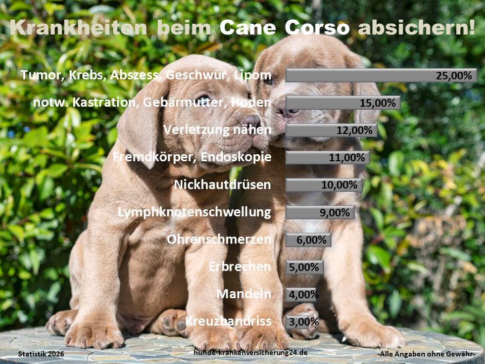 Hundekrankenversicherung für Cane Corso Krankheiten und Tieraztkosten