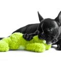 Mit der Hundekrankenversicherung für Französische Bulldogge können Hund und Halter das Leben genießen!