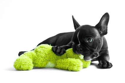 Mit der Hundekrankenversicherung für Französische Bulldogge können Hund und Halter das Leben genießen!