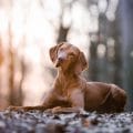 Mit der Hundekrankenversicherung für Magyar Vizsla lässt sich das Leben sorgenfrei genießen!