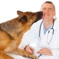 Mit der Hundekrankenversicherung für Schäferhund muss man keine Angst vor dem Tierarztbesuch haben!